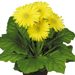 Gerbera F/Line Midi Yellow