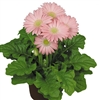 Gerbera F/Line Midi Pink