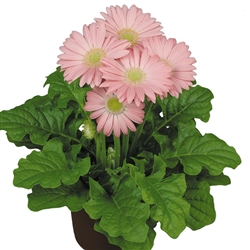 Gerbera F/Line Midi Pink