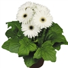 Gerbera F/Line Midi White Bl C