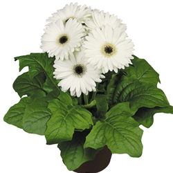 Gerbera F/Line Midi White Bl C