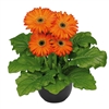 Gerbera F/Line Midi Orange Bl Ctr