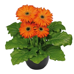 Gerbera F/Line Midi Orange Bl Ctr