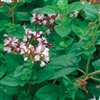 Oregano Wild (Italian)