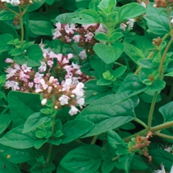 Oregano Wild (Italian)