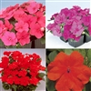 Impatiens Frenzy Mix