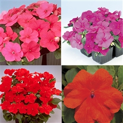 Impatiens Frenzy Mix