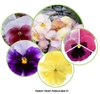 Pansy Fruit Punch F1 Mix