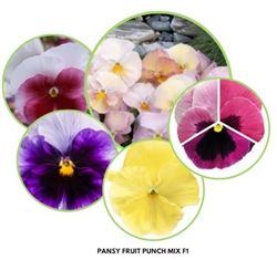 Pansy Fruit Punch F1 Mix