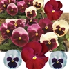Pansy Rosy Days Mix F1