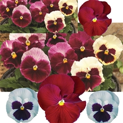 Pansy Rosy Days Mix F1