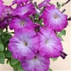 Petunia Merlin Blue Morn_disc