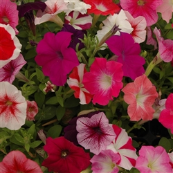 Petunia Super Dazzler Mix Pell