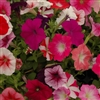 Petunia Super Dazzler Mix F1_disc