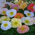 Poppy Australis Pastel Shds