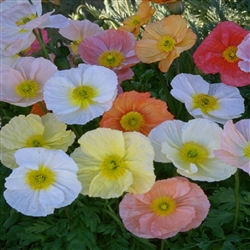 Poppy Australis Pastel Shds