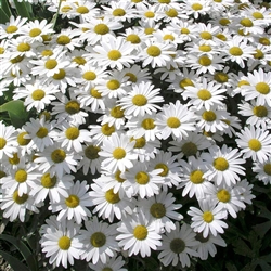 Shasta Daisy Snow Lady