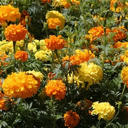 Marigold Crackerjack Mix