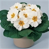 Primula Primera White