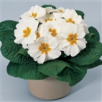 Primula Primera White