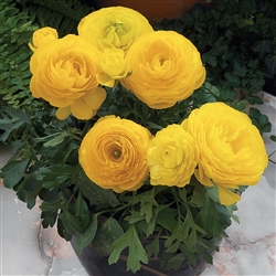 Ranunculus Mache Yellow Pellets