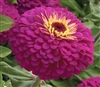 Zinnia Uproar Rose