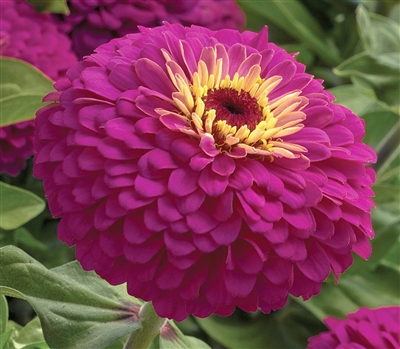 Zinnia Uproar Rose