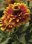 Zinnia Zowie Yellow Flame