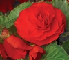 Begonia Tub GoGo Scarlet_disc