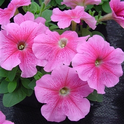 Petunia Lambada Rose Vein Pell