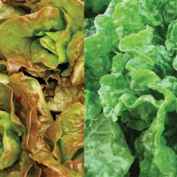 Lettuce Mignonette Mix Pellets