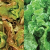 Lettuce Mignonette Mix