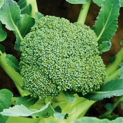 Broccoli Green Dwarf F1