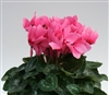 Cyclamen Magnum Salmon Eye