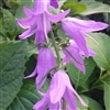 Campanula Cambell Blue