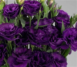 Lisianthus Helix Violet Pellets_disc