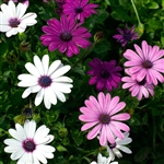 Osteospermum Sara Mix