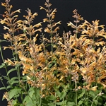 Agastache Party Peach