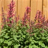 Agastache Party Raspberry