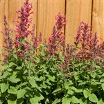 Agastache Party Raspberry