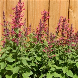 Agastache Party Raspberry