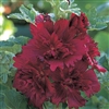 Hollyhock Spring Cel. Crimson