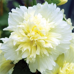 Hollyhock Spring Cel. Lemon