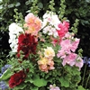 Hollyhock Spring Cel Mix