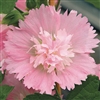 Hollyhock Spring Cel. Pink