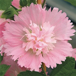 Hollyhock Spring Cel. Pink