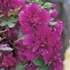 Hollyhock Spring Cel. Purple