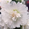 Hollyhock Spring Cel. White