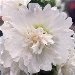 Hollyhock Spring Cel. White