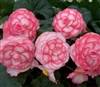 Begonia Tub GoGo Rose Bic_disc